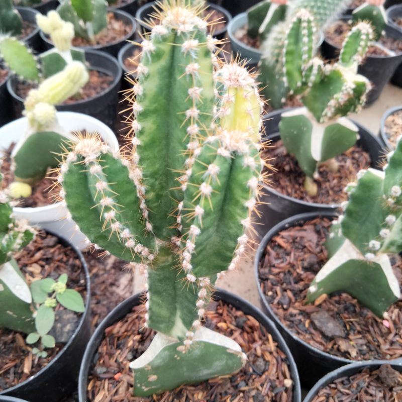 Cactus cereus Jamacaru