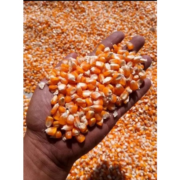 

JAGUNG BESAR PIPIL || JAGUNG POPCRON (bisa buat pakan ayam)