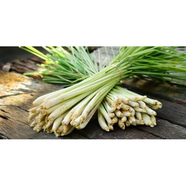 

DAUN SEREI HARGA PER IKAT