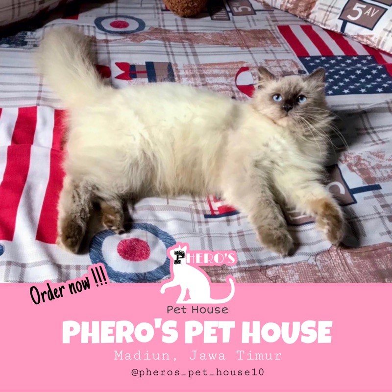 Kucing Persia Himalaya #pheros_pet_house #pherospethouse PHEROS PET HOUSE