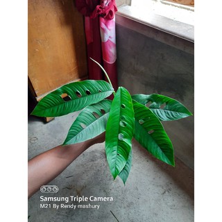  bunga  monstera duda  bolong  besar sumatera utara minimal 5 