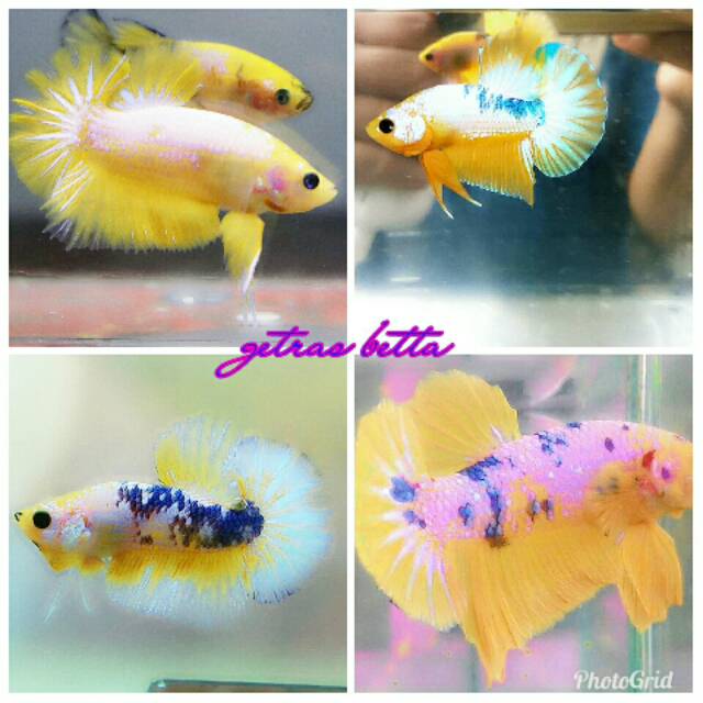 

Ikan cupaang