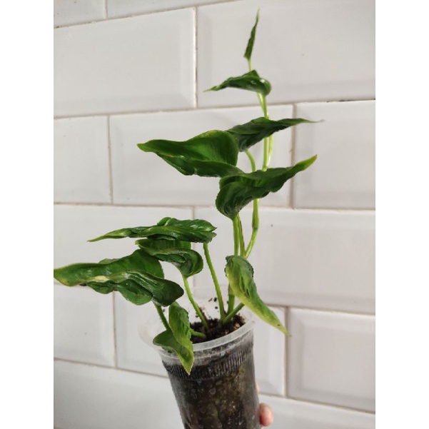 Epipremnum Aureum Shangrila Variegata G