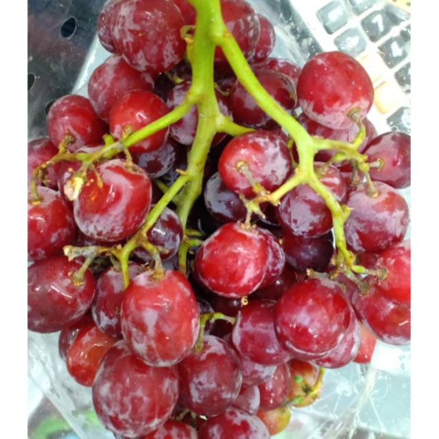

Red Seedles Grape / Anggur Merah