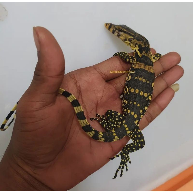Biawak  / Varanus Salvator Jawa baby