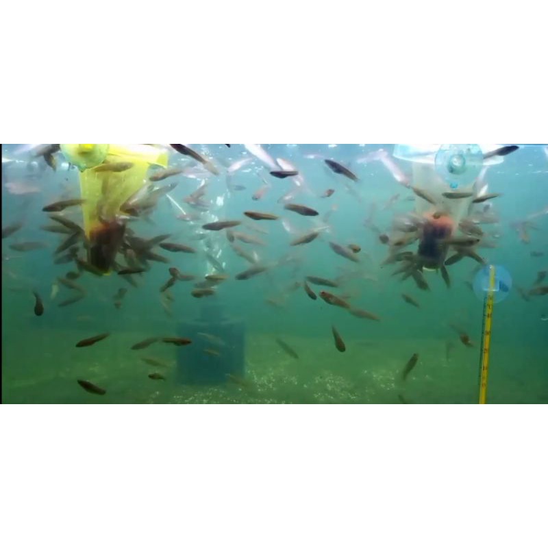 Baby Channa Stewartii (5-6cm)