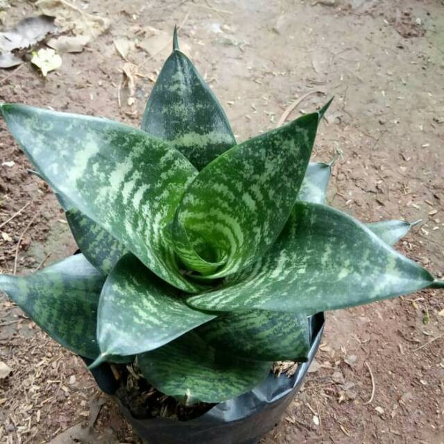 tanaman sansivera trifasciata katak - Sansevieria - lidah mertua