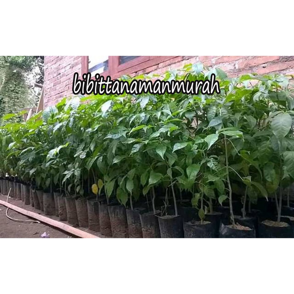 BIBIT BUNGA TABEBUYA PURPLE SIAP TANAM (BELI 5 GRATIS 1)