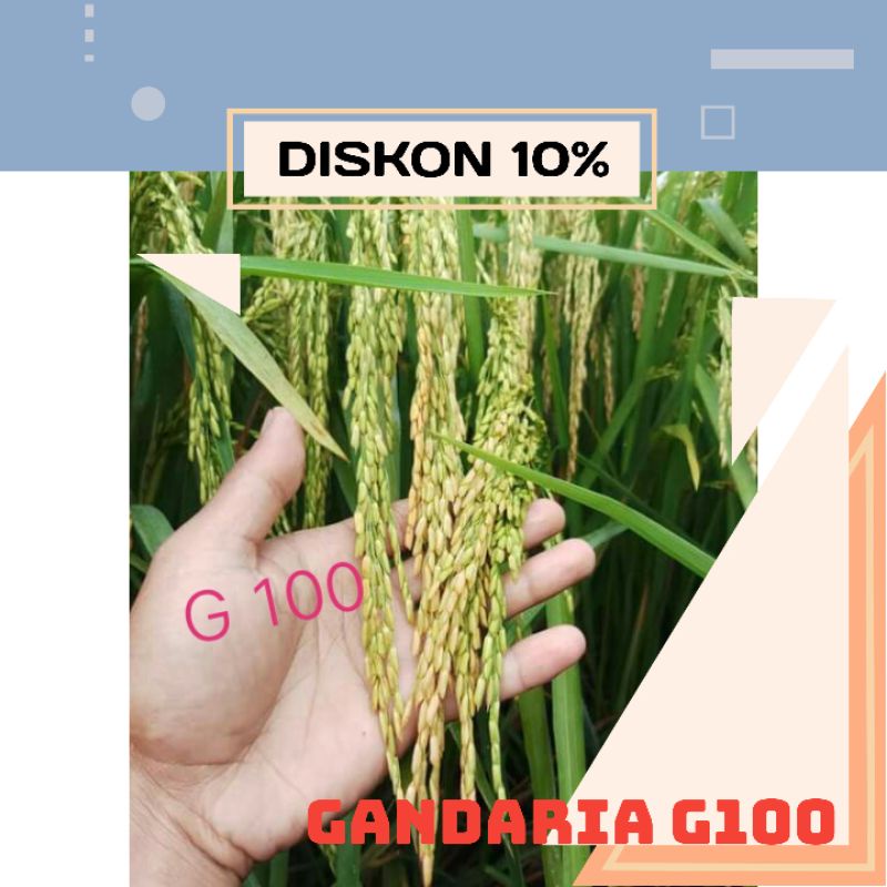 Benih padi gandaria G100 5kg