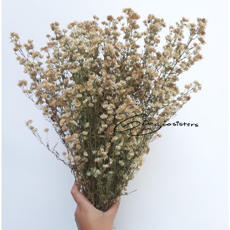 Pikok Kering | Dried Pikok | Dried Aster