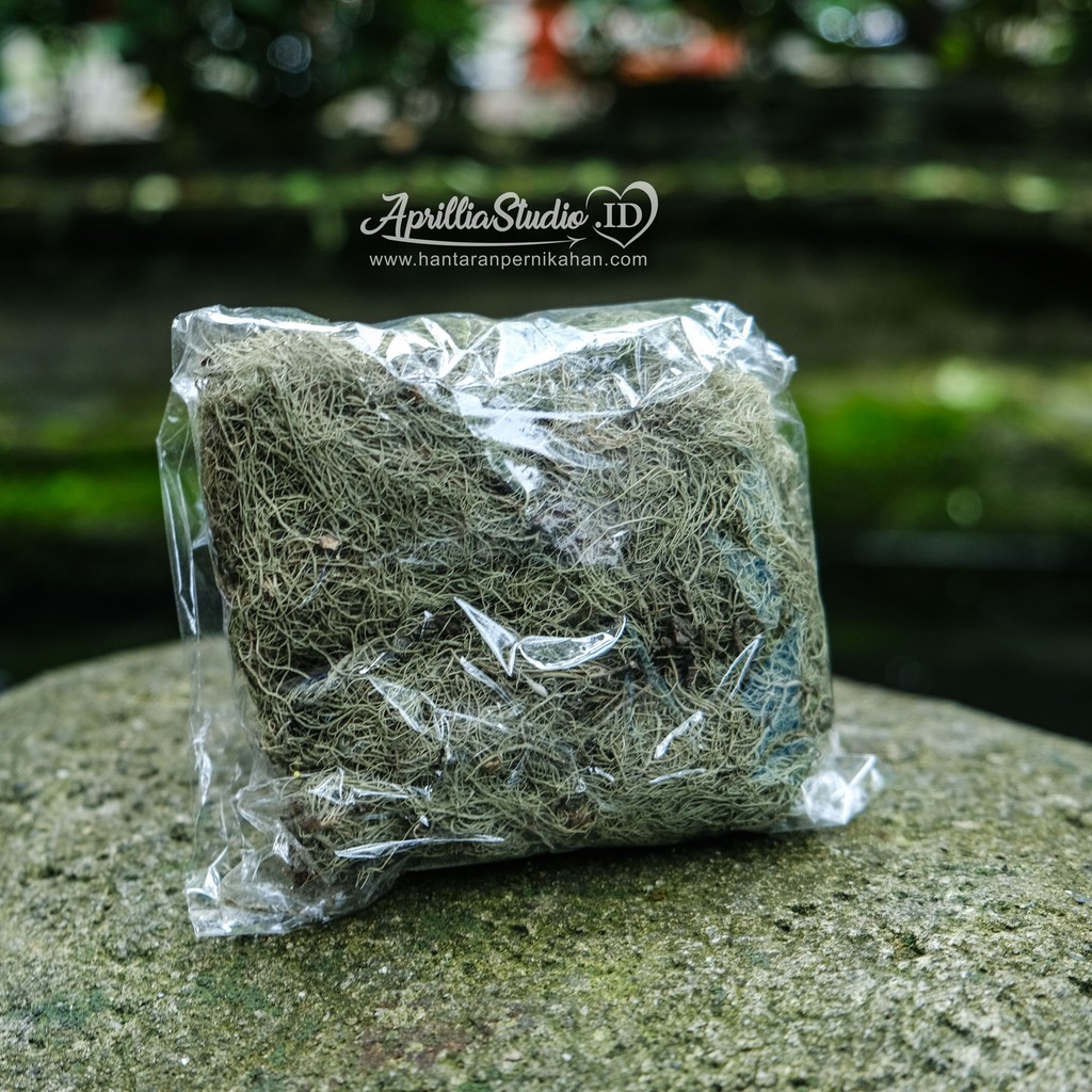 DRIED SERABUT RUMPUT ANGIN NATURAL 50gr