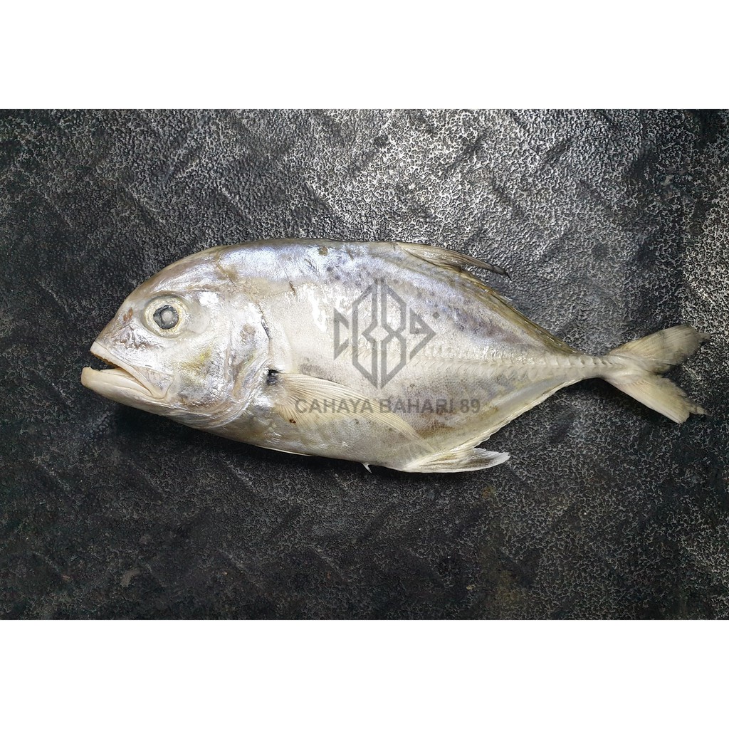 

Ikan Kuwe