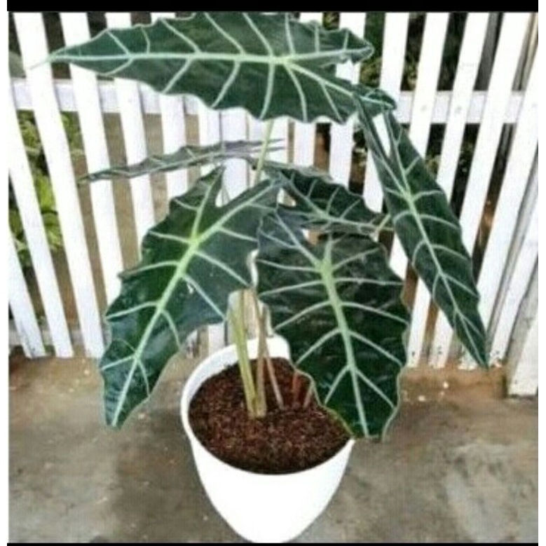 Bibit Anakan Keladi Amazon /Alocasia Amazonica