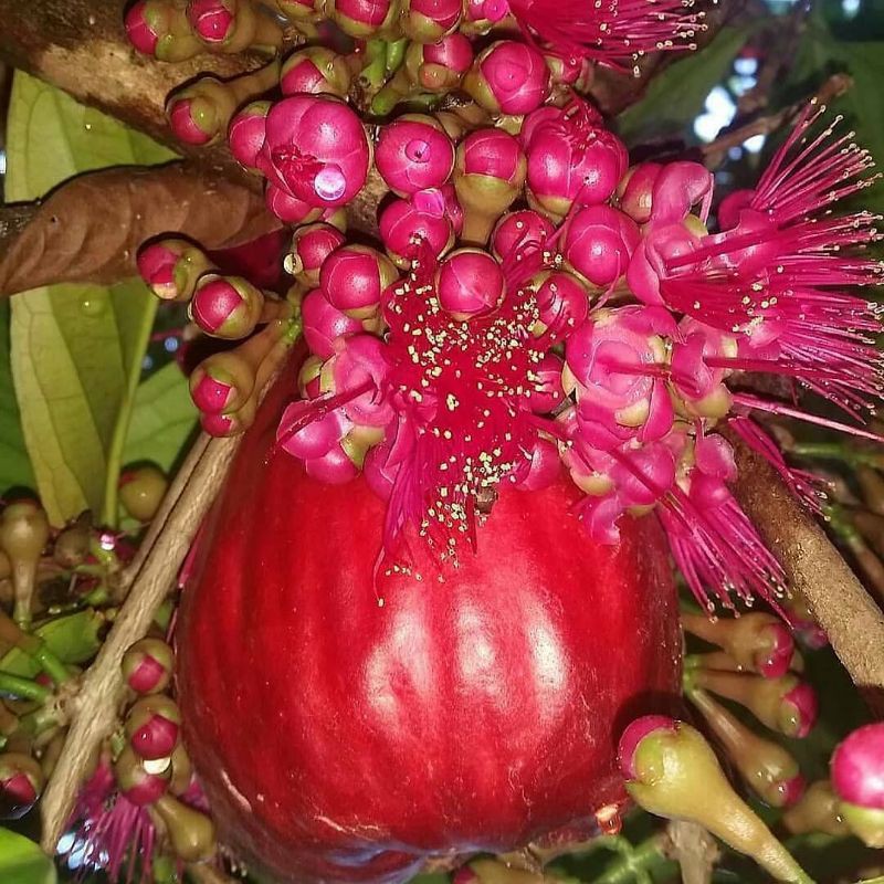 

bibit jambu jamaika jumbo/jambu dersono _bibit tanaman-bibit buah_pohon