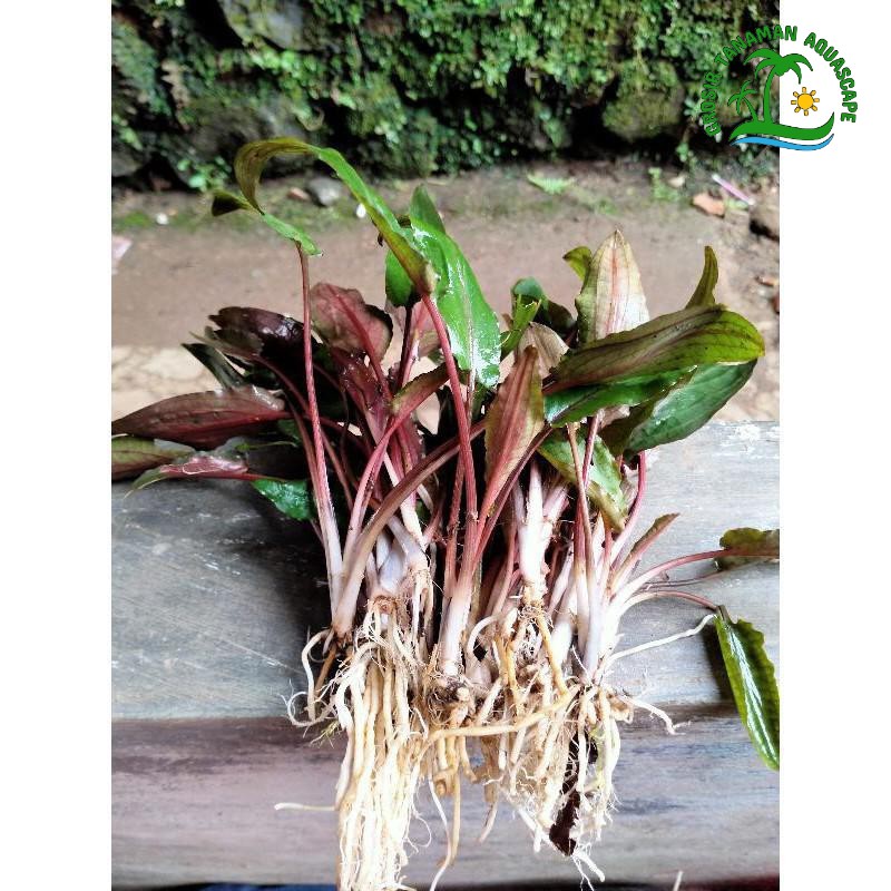 [ Paket 10 ] Batang Tanaman aquascape Cryptocorin | Tanaman Aquarium Hiasan Air Aquascape - Tanaman 