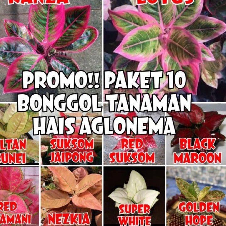 Recomend PAKET 10 Bonggol AGLONEMA