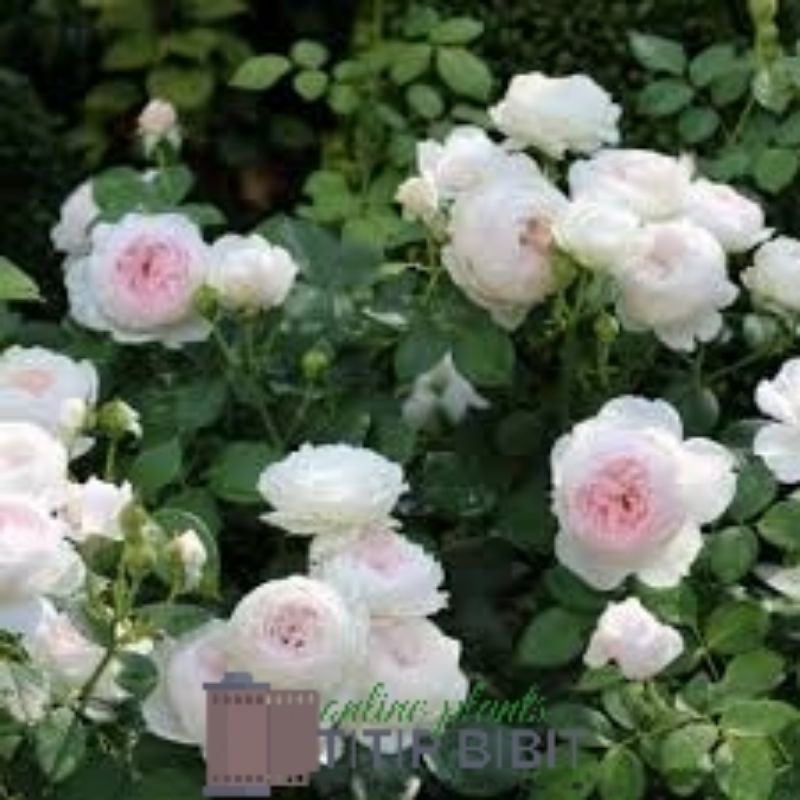 Tanaman Bunga Mawar Herzogin Christiana Dewasa Berbunga Import Rose