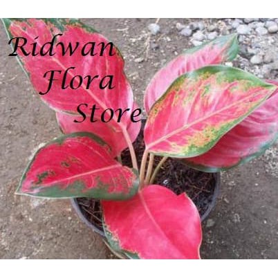 Paket 3 tanaman hias aglonema - pohon aglonema - aglonema