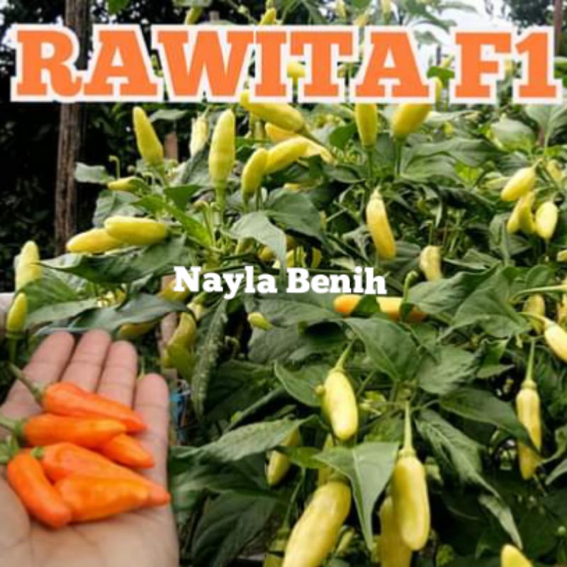 Benih Cabai Rawit RAWITA F1 "kemasan repack"