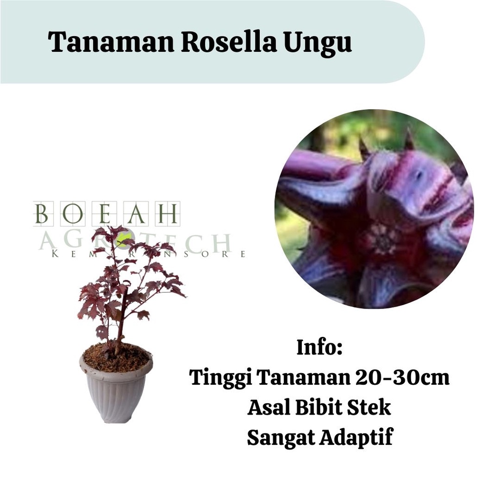 Baru Bibit Rosela Ungu /Rosella Ungu