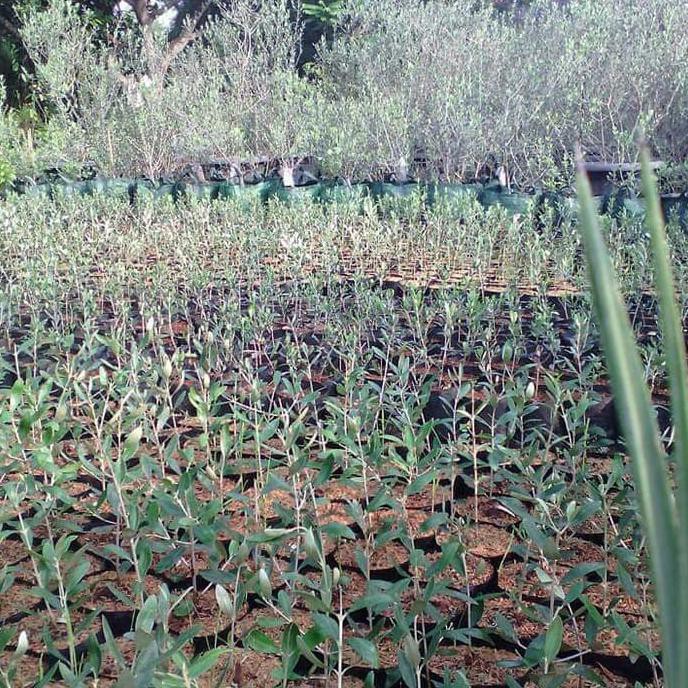 bibit zaitun var black mission ny@r