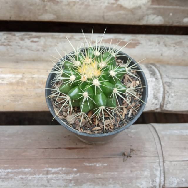 Kaktus ownroot