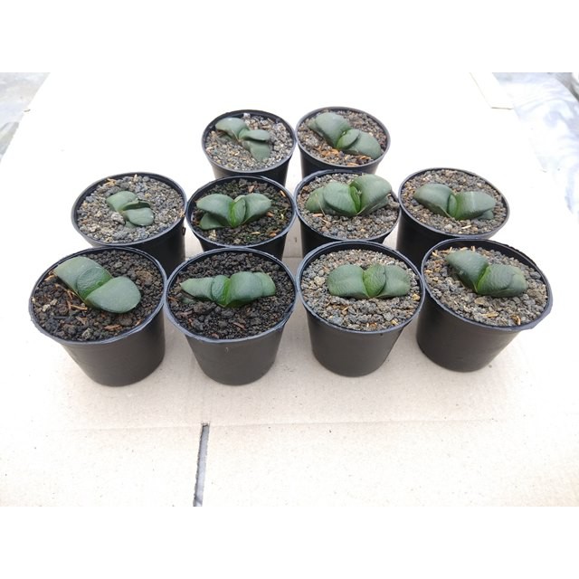 Tanaman Hias Gasteria Armstrongii (Paket 10 Pcs)