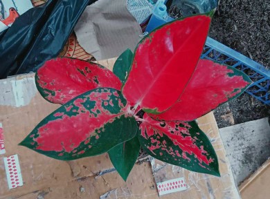 Tanaman Hias Aglonema Red Anja / Red Anjamani / Red Aglonema