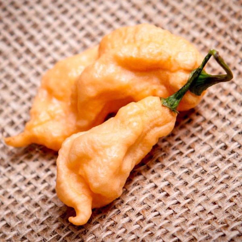 Benih Bibit Biji - Cabai Jay's Ghost Peach Scorpion Pepper Seeds