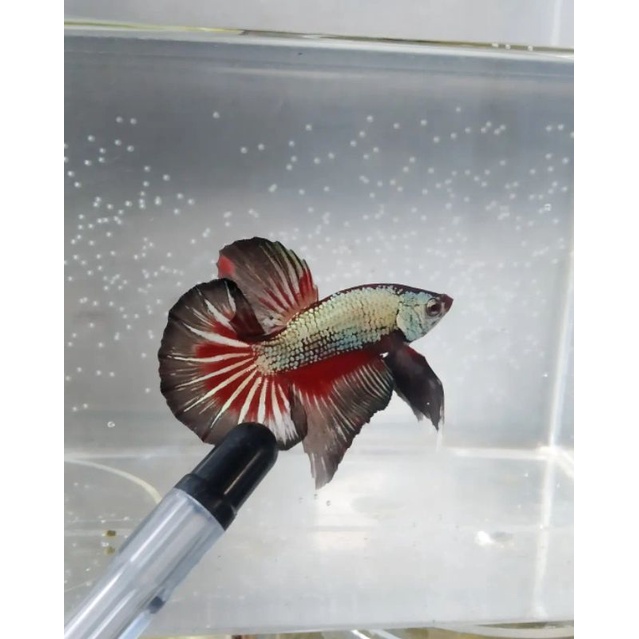 SESUAI FOTO Besgel Cooper buat indukan | Cupang SNI