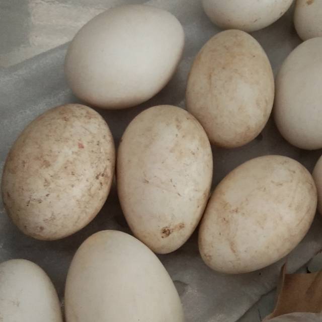 

TELUR ANGSA BUSUK TIDAK UNTUK DIKONSUMSI