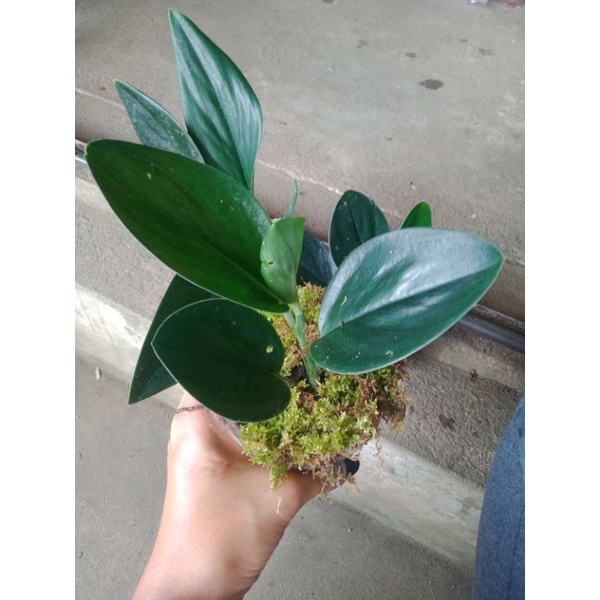 scindapsus turbi dark//scindapsus