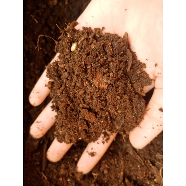 Media Tanam Humus Kayu Hutan Alami Asli