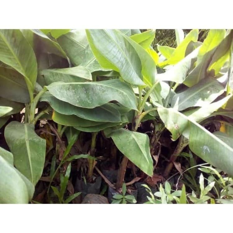 Bibit Pisang Cavendish - pisang kavendis unggul