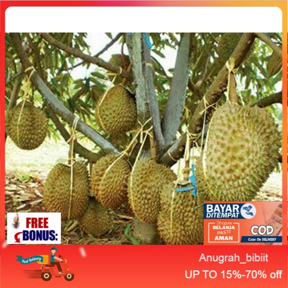 bibit  Durian Montong bisa tabulampot