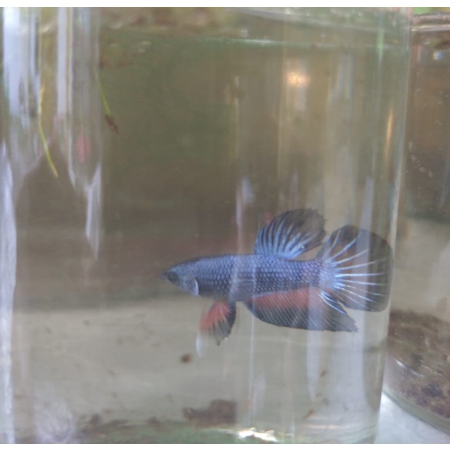 Ikan Cupang Plakat Giant