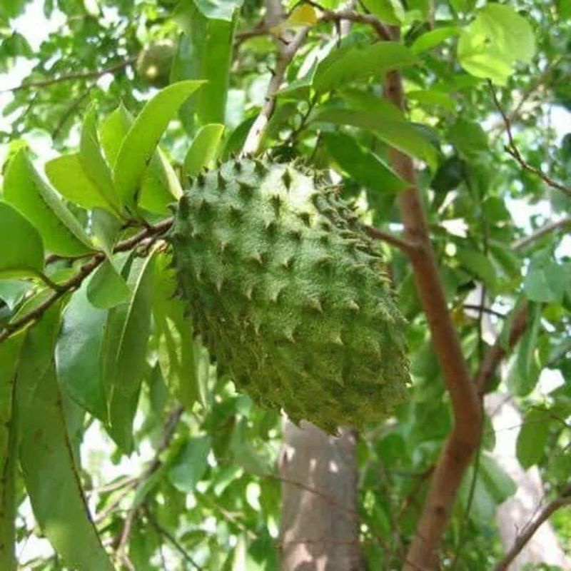 Bibit Tanaman Sirsak Madu Jumbo Okulasi Bibit Sirsak Jumbo