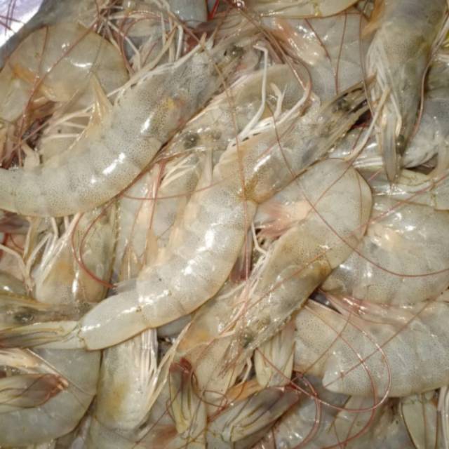 

Udang venamei 1kg