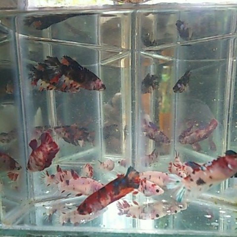 ikan cupang betina full telur siap breed/pijah