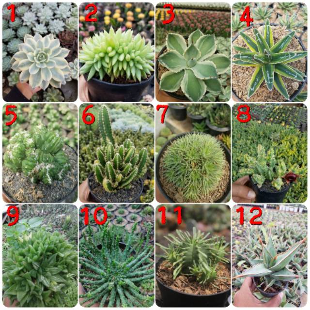 Agave-Sukulen-Kaktus