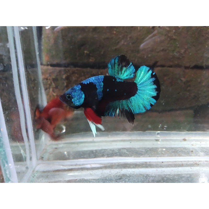 cupang Avatar/BBL (Blue Black Light) Grade