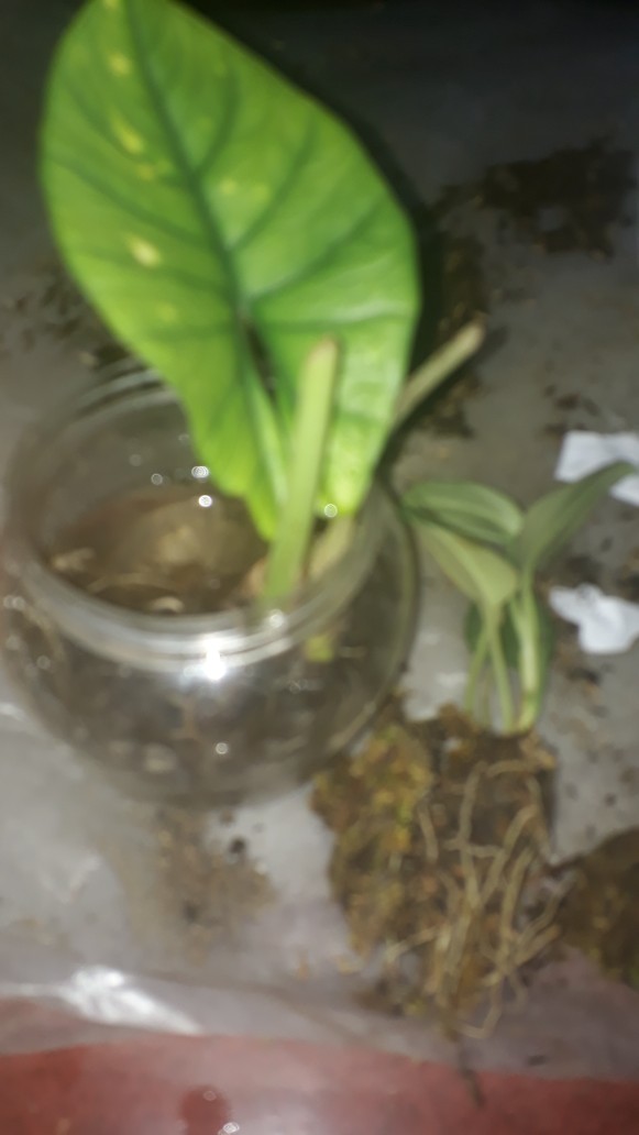Scindapsus Moonlight Treubii
