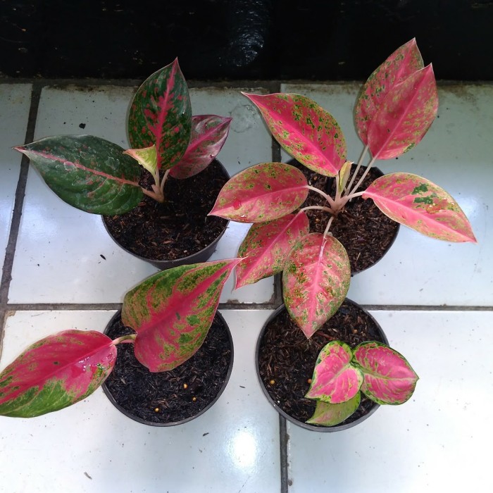 Tanaman bunga aglonema merah super