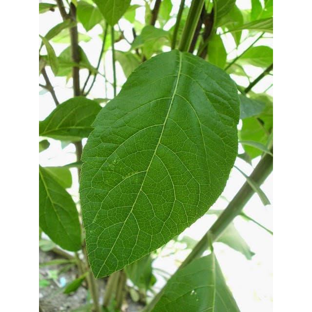 

DISKON DAUN AFRIKA !!!!