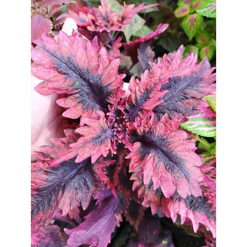 Miana premium id Dendeng balado