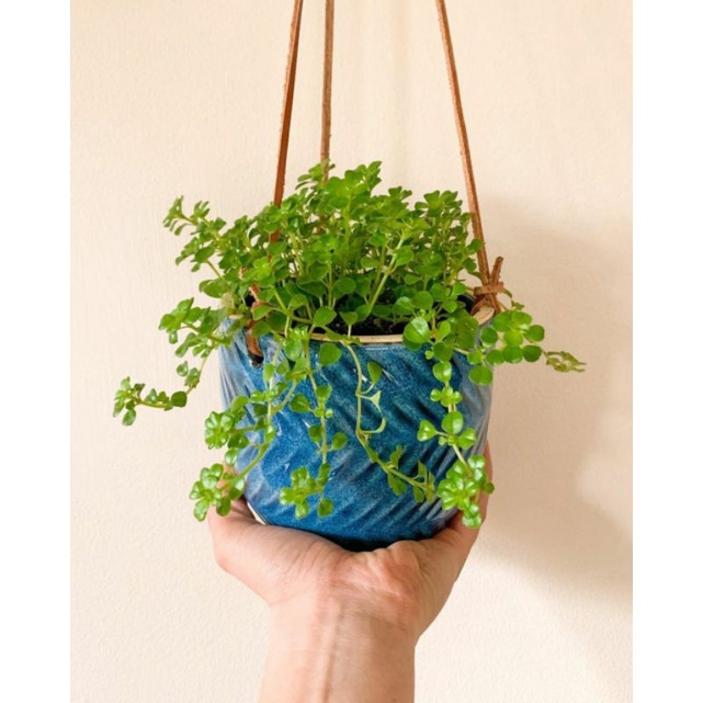 (BISA COD) Bunga gantung pilea depressa 6 stek