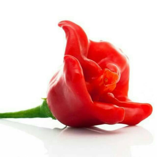 [ Paket Isi 10 Seed ] Benih - Biji - Bibit Cabe Hias Cabe Unik Cabai Bishop Crown Pepper