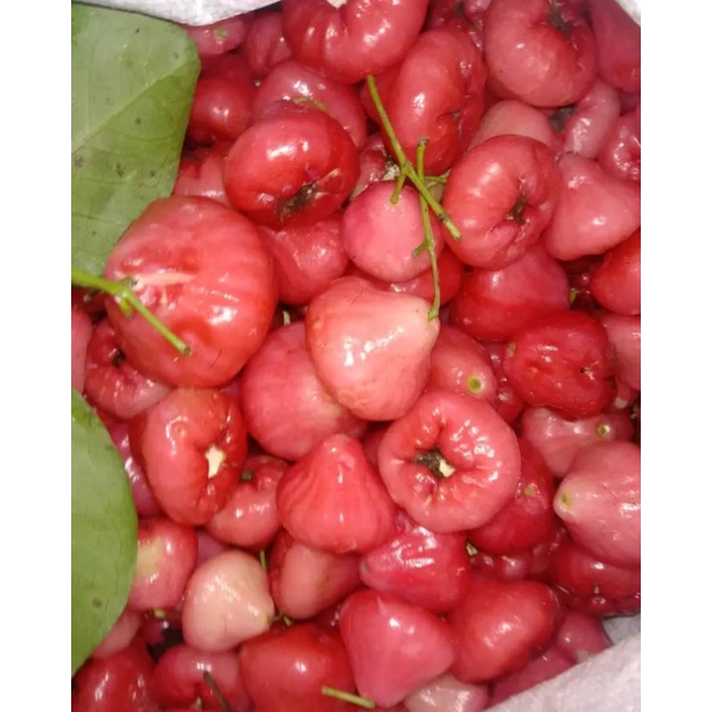 BUAH JAMBU RUJAK AIR MERAH FRESH 1 KG