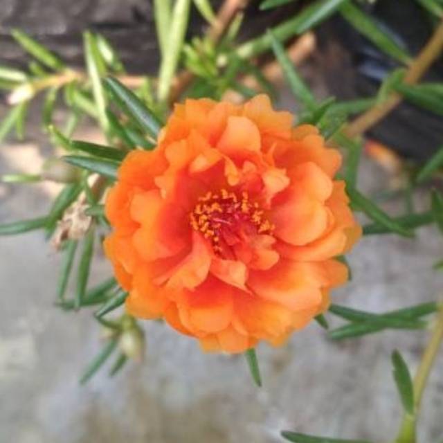 Mossrose JINGGA/ mawar tanah / portulaka / portulaca / krokot orange jingga