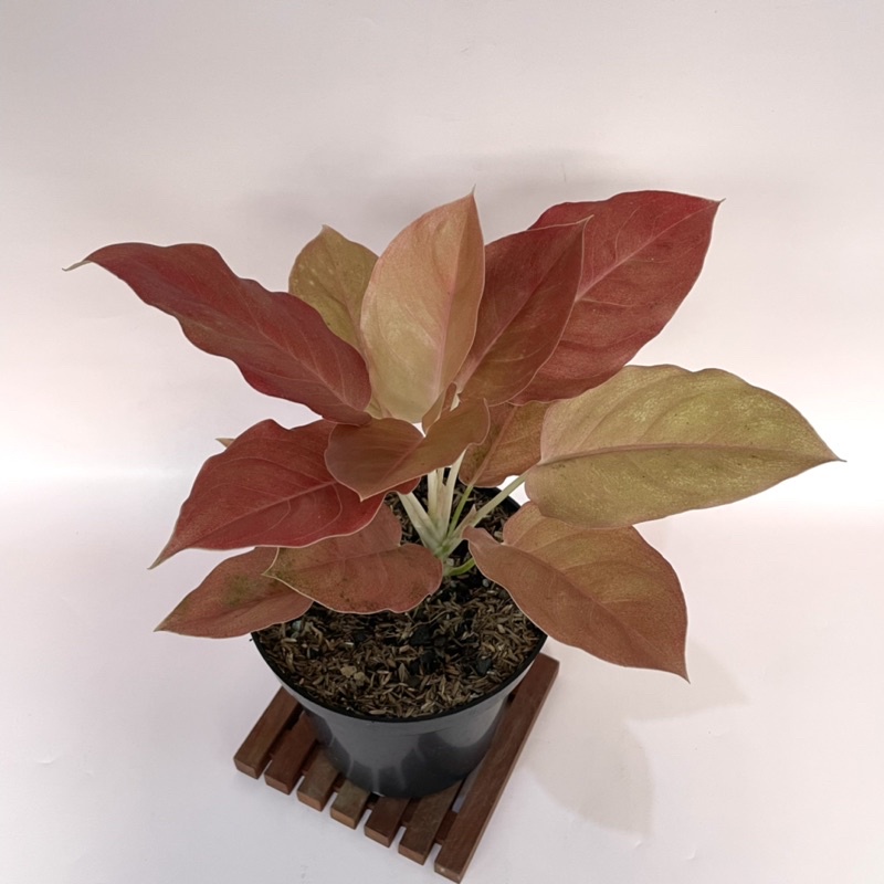 Aglaonema Kochin Brown